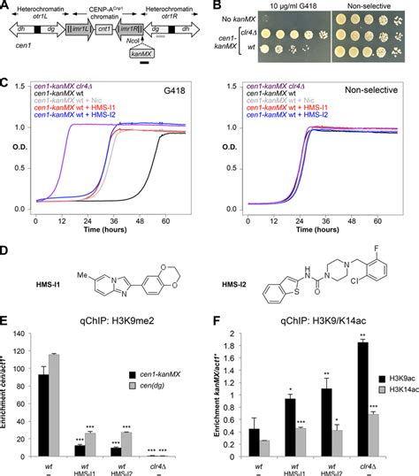 Hms I And Hms I Disrupt Centromeric Heterochromatin Integrity In