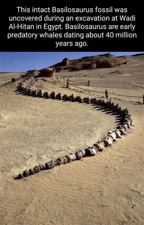 This Intact Basilosaurus Fossil Was Uncovered During An Excavation At