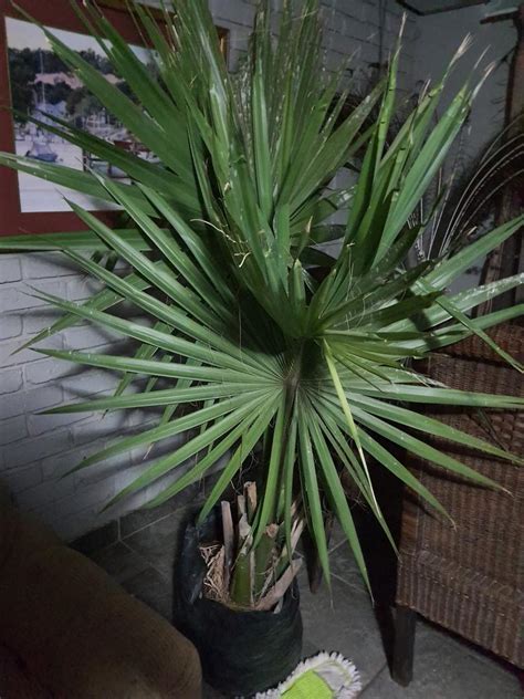 Sabal Id COLD HARDY PALMS PalmTalk