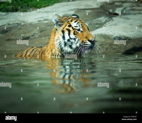 Bengal Tiger Swimming Hi Res Stock Photography And Images Alamy