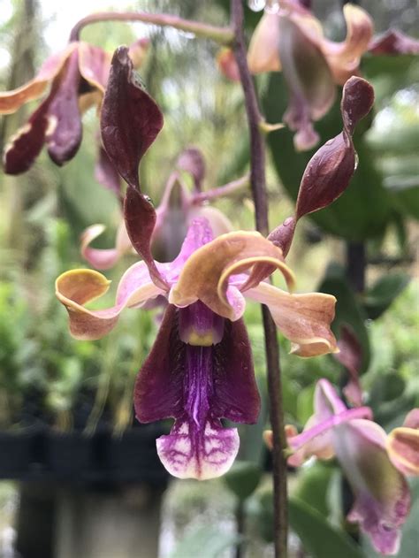 Dendrobium Nicha Zircon Plants Garden