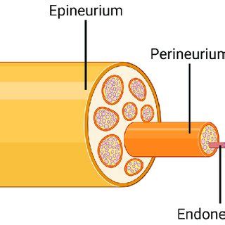 Inner Structures Of A Peripheral Nerve The Entire Nerve Is Surrounded