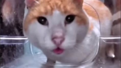 Cat Eats And Looks At Camera YouTube