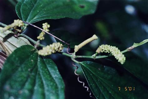 Piper Piperaceae Image At Phytoimages Siu Edu