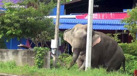 Breathtaking Moment Huge Elephant Holds Up Traffic To Cross Road And Go For A Swim Video