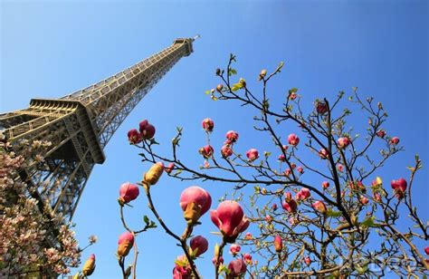 Sticker Magnolie und Eiffelturm nach Maß myredro de