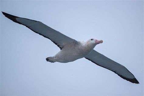 Seabird Species Differ in Their Tolerance To Strong Winds and Storm ...