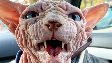 Xherdan The Sphynx Cat Becomes Internet's New Spirit Animal | HuffPost