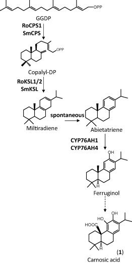 Proposed Biosynthetic Pathway Of Carnosic Acid Based On Findings