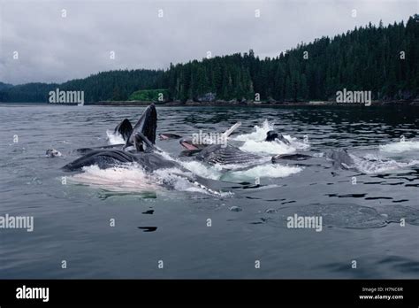 Humpback Whale Megaptera Novaeangliae Group Engage In Cooperative