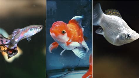 7 Jenis Ikan Hias Air Tawar Kecil untuk Mengisi Akuarium. Cepat ...