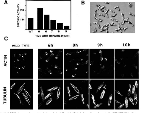 Figure From Localisation Of The Schizosaccharomyces Pombe Rho P