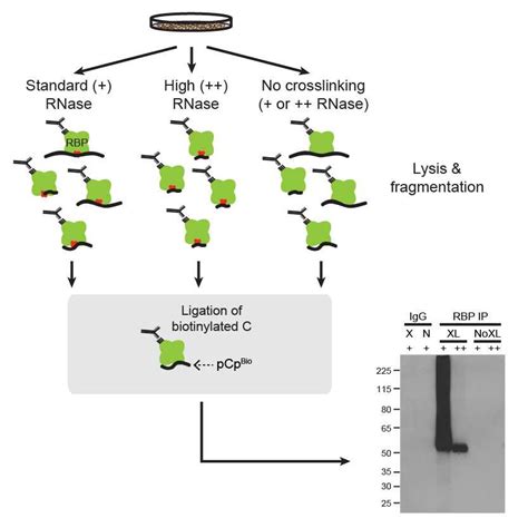 Biotin Labelling Of Immunoprecipitated Rna V1pre