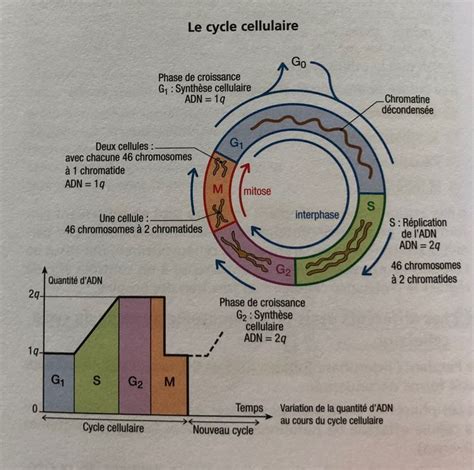 Pingl Par Orca Sur Boulot Cycle Cellulaire Biologie Cellulaire