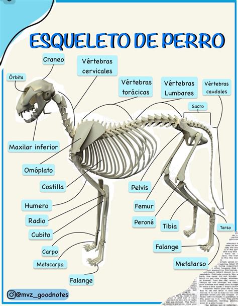 Pin de っ っ 𝚟𝚒𝚘𝚕𝚎𝚝𝚊 𝚜𝚊𝚝 en anatomía Farmacologia veterinaria