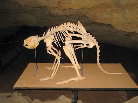 Procoptodon
