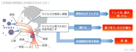 風邪（かぜ）の症状・原因｜くすりと健康の情報局