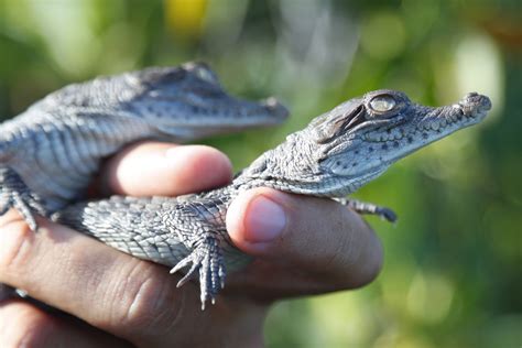 Baby American Crocodiles