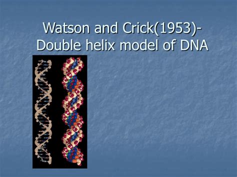 Watson And Crick Double Helix Model Of Dna