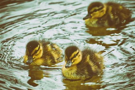 Mallard Ducklings Duck - Free photo on Pixabay