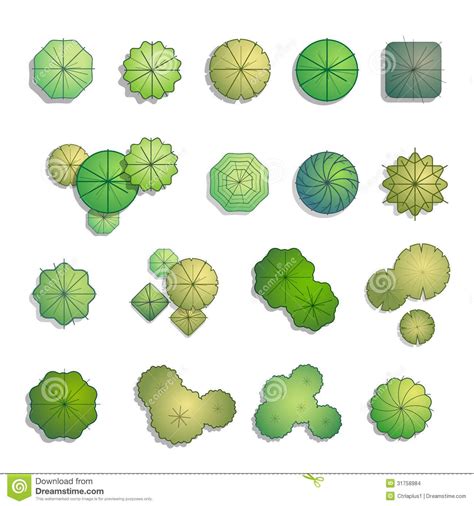 Evergreen Tree Elevation Clip Art - Top View for Landscape Design