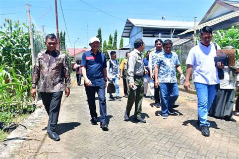 Pemkab Pohuwato Studi Tiru Pengembangan Tanaman Jagung Di Maros Sulsel