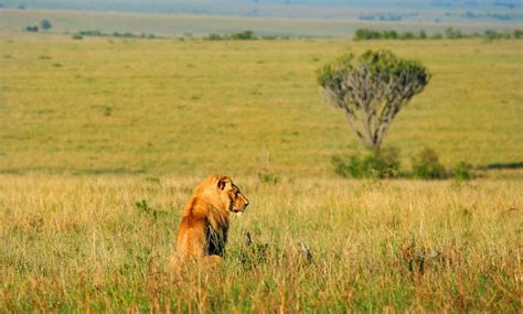 African Savanna Description Pets Lovers