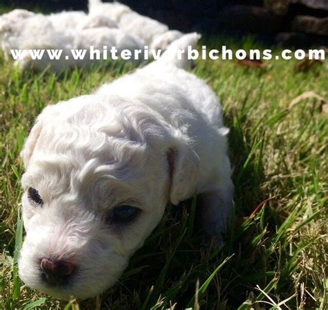 Bichon Frise Akc Puppy For Sale Whiteriverbichons Bichon