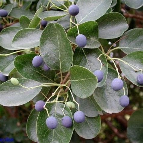 Buy Chinese Fringetree Chionanthus Retusus 2 Seeds Online Seeds Hobbyseeds Store Rock