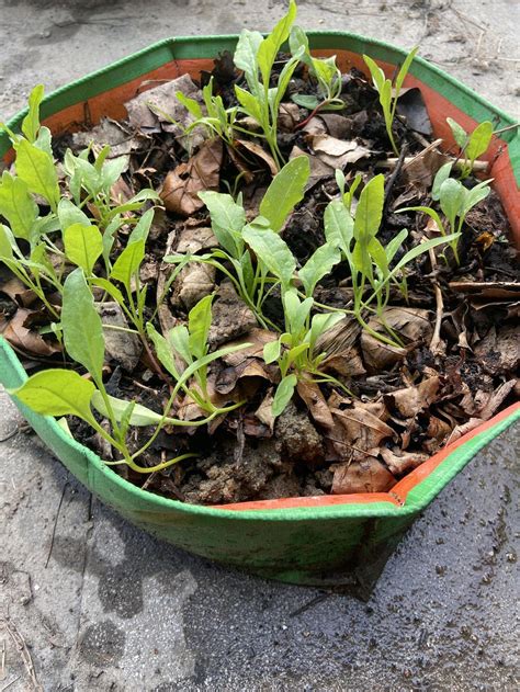 Organic Palak Spinach Seeds Open Pollinated Seed2plant