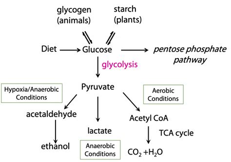 Glycolysis BIOC 2580 Introduction To Biochemistry