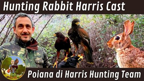 Harris Cast Hunting Rabbit Caccia Al Coniglio In Team Caccia Al Coniglio Youtube