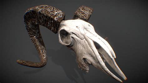 Goat Skull Download Free 3d Model By Everton Bohnenberger Bohnen [99b738a] Sketchfab