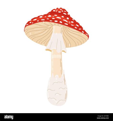 Fly Agaric Red Poison Mushroom Hand Drawn Amanita Muscaria