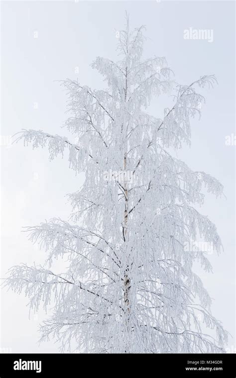 Birch Tree Covered In Snow Stock Photo Alamy