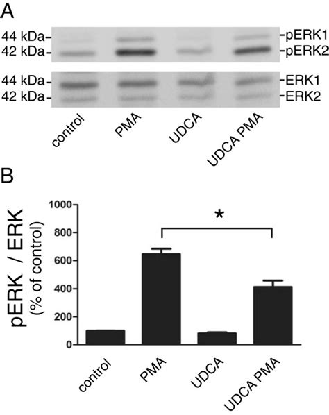 Udca Treatment Decreases Erk Activity Hepg Cells Were Either Left