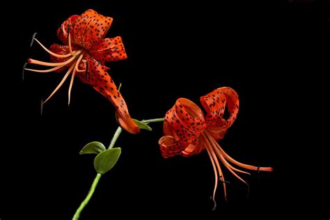 Tiger Lily Duo By Gregverena On 500px Tiger Lily Lily Tiger