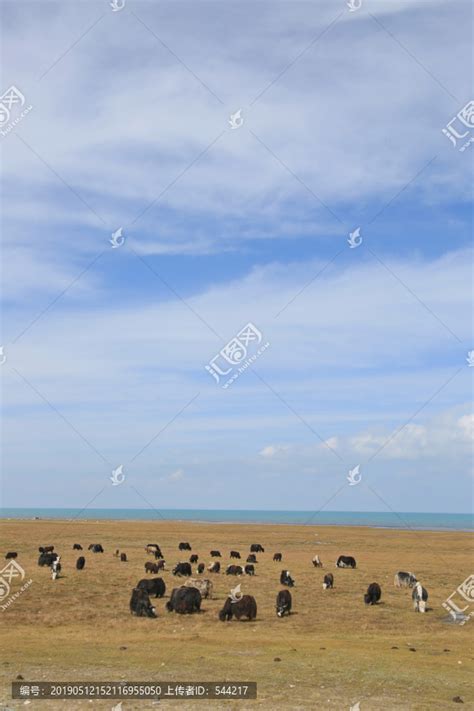 蓝天下的青海湖牦牛牧场草原风光自然风景摄影素材汇图网