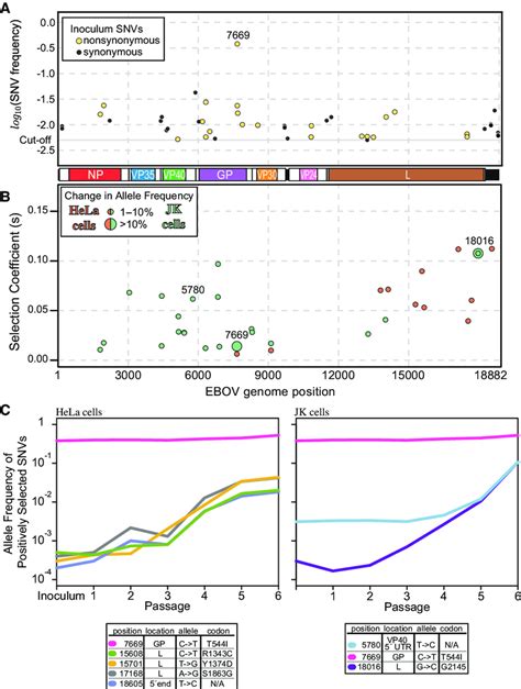 Alleles Across The EBOV Genome A SNVs Found In The EBOV Passaging