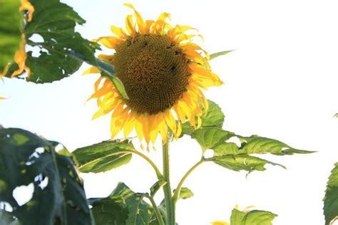 Pin Di Kenny Velis Su Girasoles Girasoli Fiori