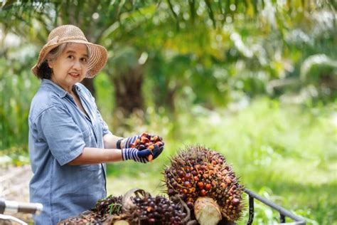 Optimizing Oil Palm Orchard Management With Month Wise Operations For