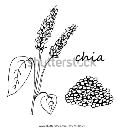 Hand Draw Black White Chia Plant Stock Vector Royalty Free