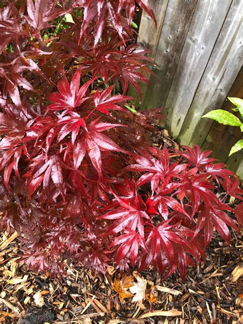 Buy Acer Palmatum Pixie Japanese Maple — Mr Maple │ Buy Japanese Maple Trees