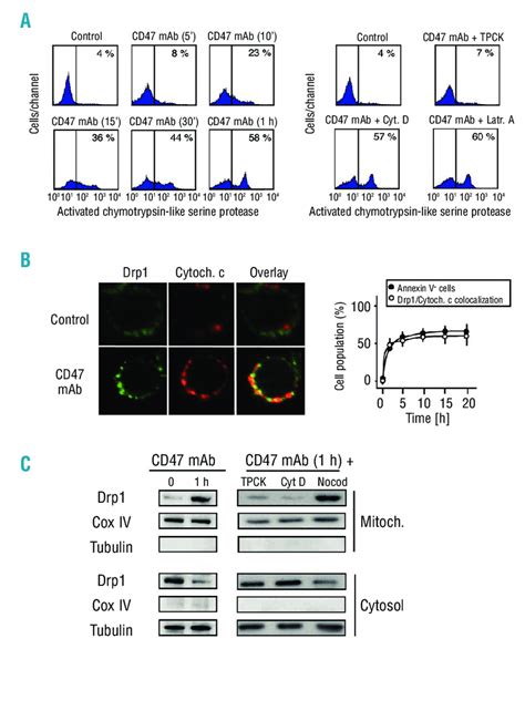 Hierarchical Involvement Of Serine Proteases F Actin And Drp1 In