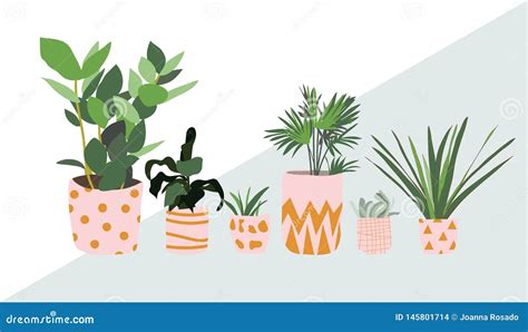 Potted Plants Collection Succulents And House Plants Hand Drawn