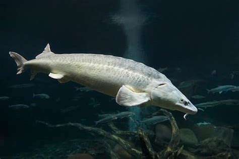 World Record Sturgeon: Discover the Largest Sturgeon Ever Caught