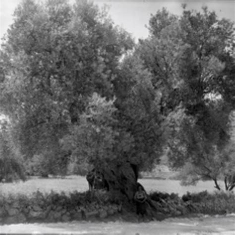 Impressions Of Greece The Olive Artefacts Are Forever Connected To