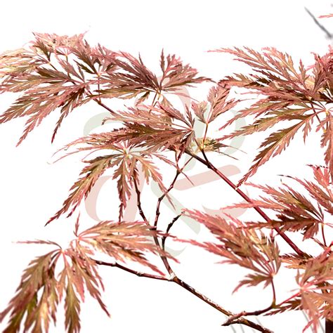 Acer Palmatum Michiko Rable Du Japon Palmatia Plantes