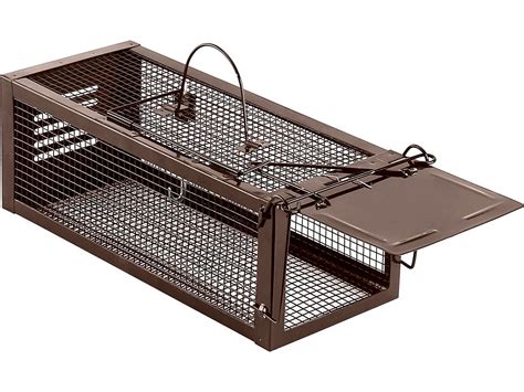 Best Chipmunk Traps Updated Review Buyer S Guide