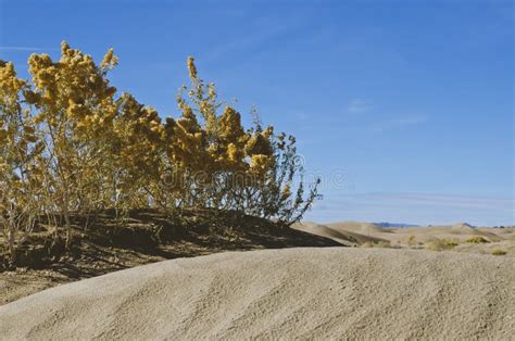 The Dry Plants on the Sand Dunes Stock Photo - Image of dunes ...